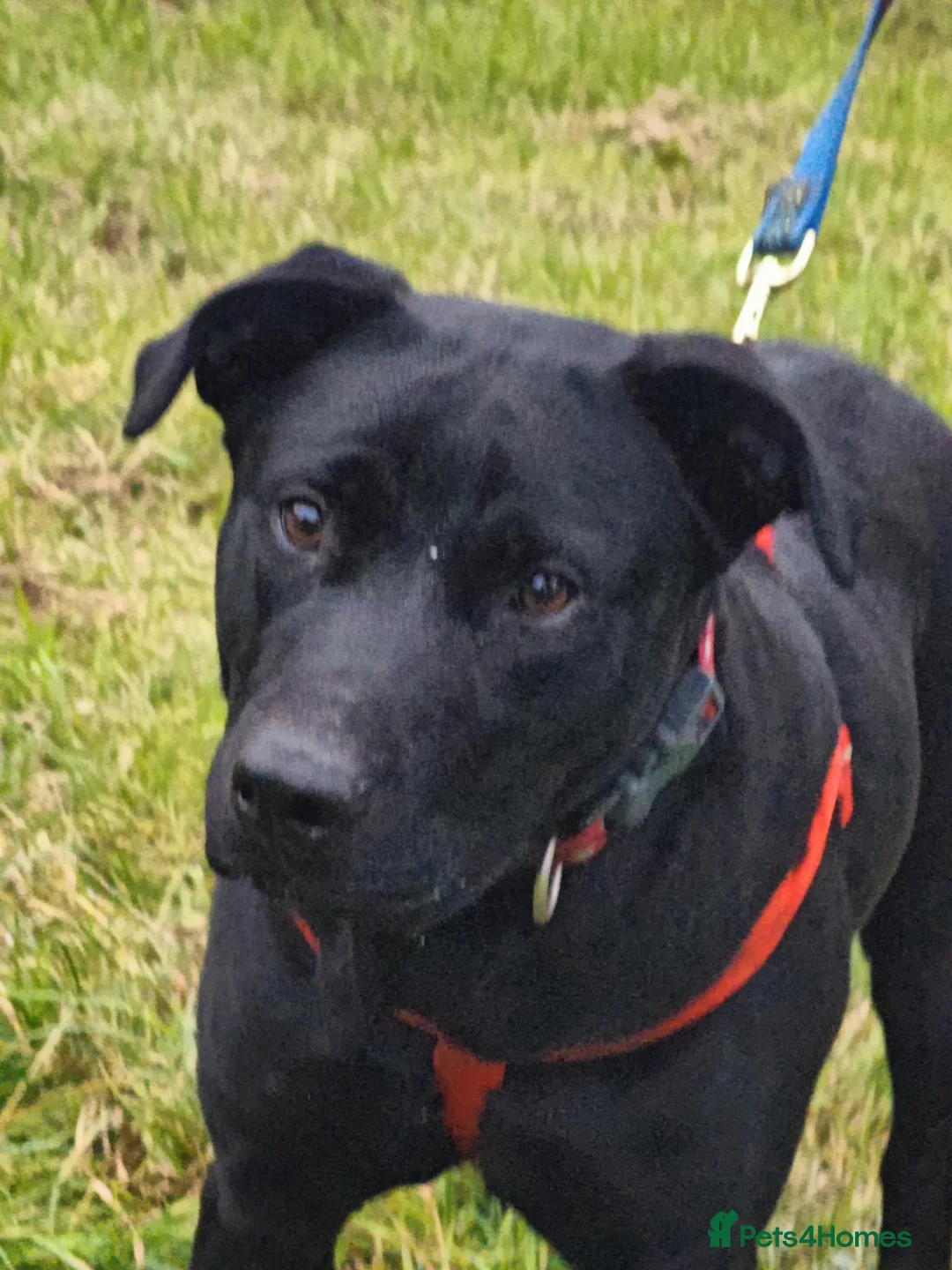 Mixed Breed dogs for adoption: 💖🐶 NICOL 🐶💖 - Advert 10