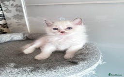 Ragdoll cats for sale: *** 3 Pure Ragdolls Kittens ready to leave *** - Image 25