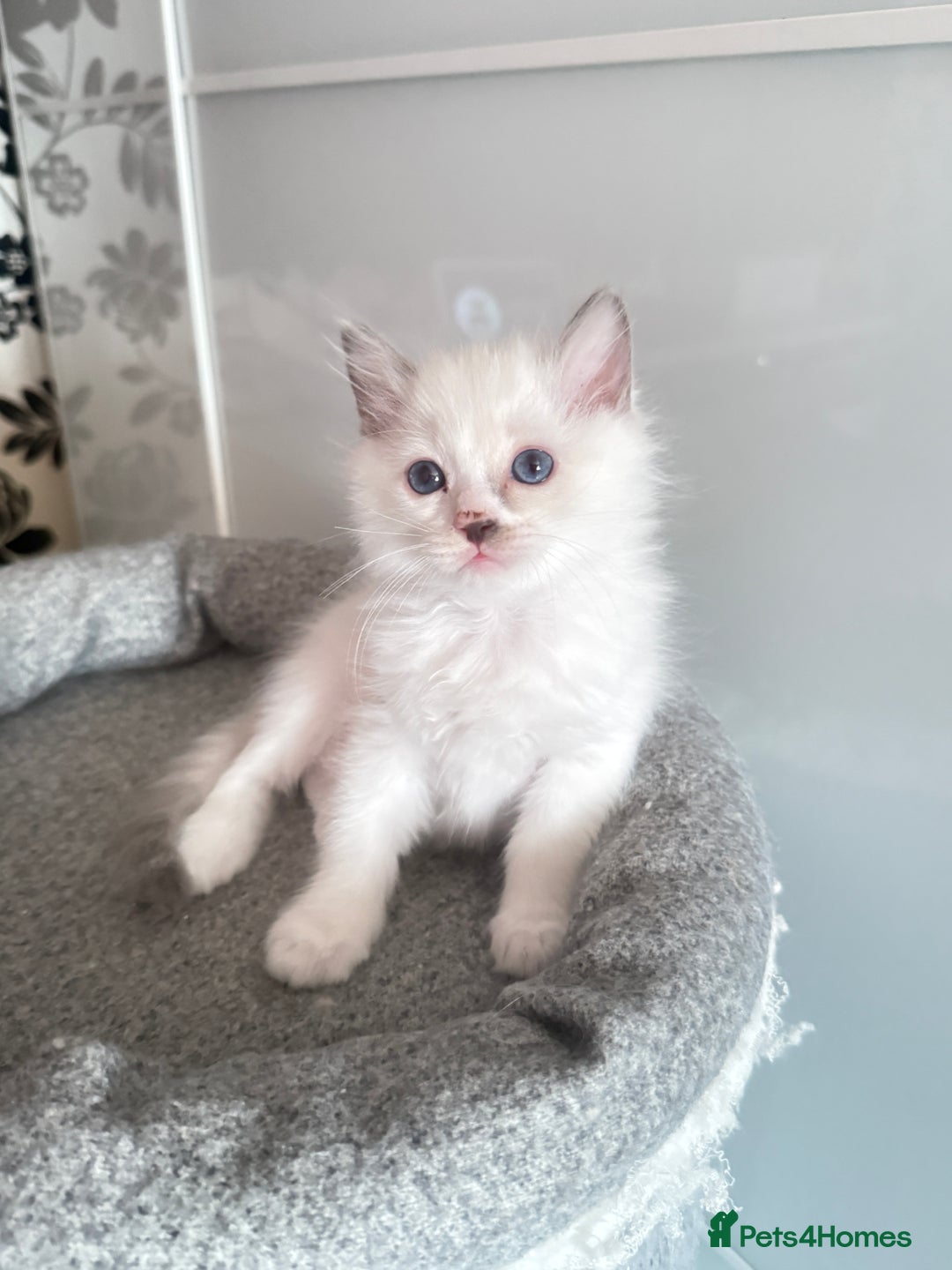 Ragdoll cats for sale: *** 3 Pure Ragdolls Kittens ready to leave *** - Image 25