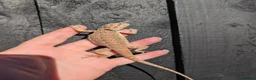 Bearded Dragon reptiles for sale: Baby bearded dragons - Advert 3