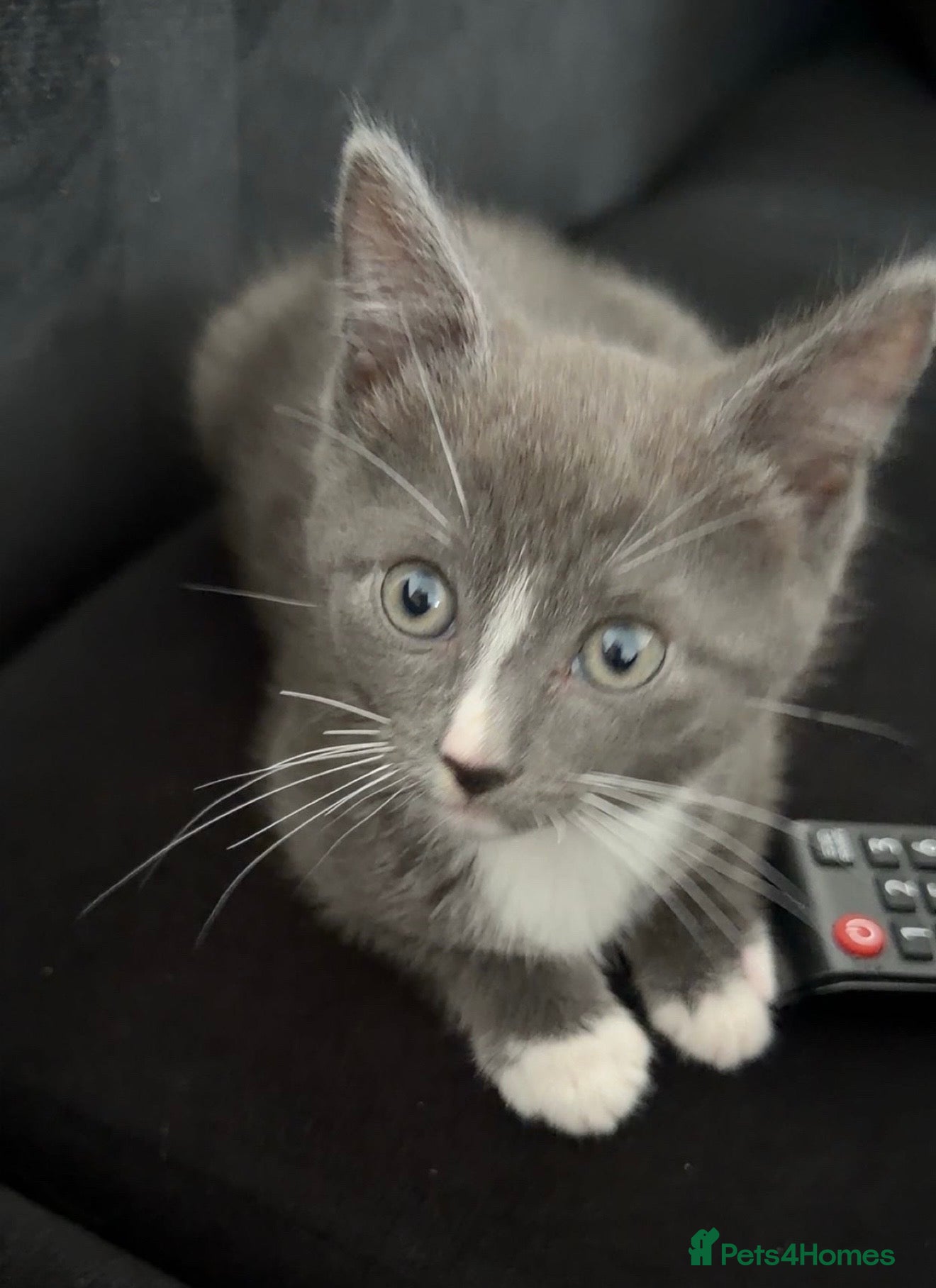 Mixed Breed cats Kitten looking for his new home  - Advert 1