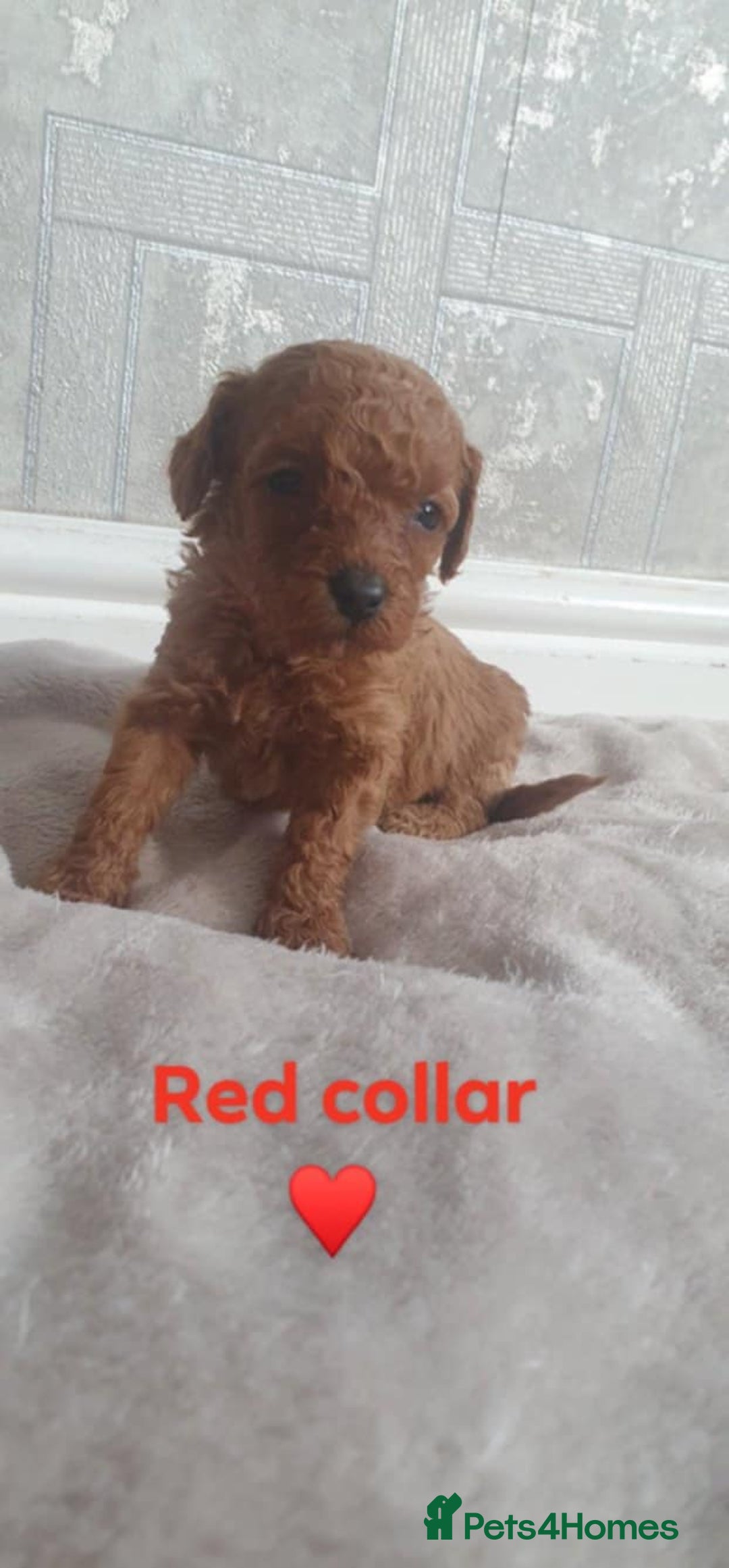 Yorkiepoo dogs for sale: Reduced price as  Last  little girl ready to leave in Barnsley - Image 7