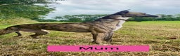 Whippet dogs for sale: KC Reg Whippet Puppies - Advert 26