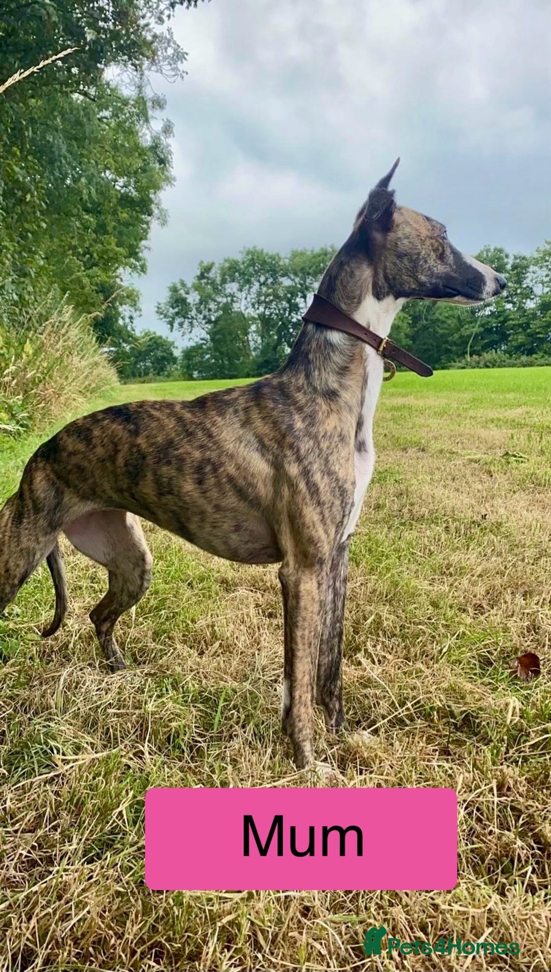 Whippet dogs for sale: KC Reg Whippet Puppies - Advert 26