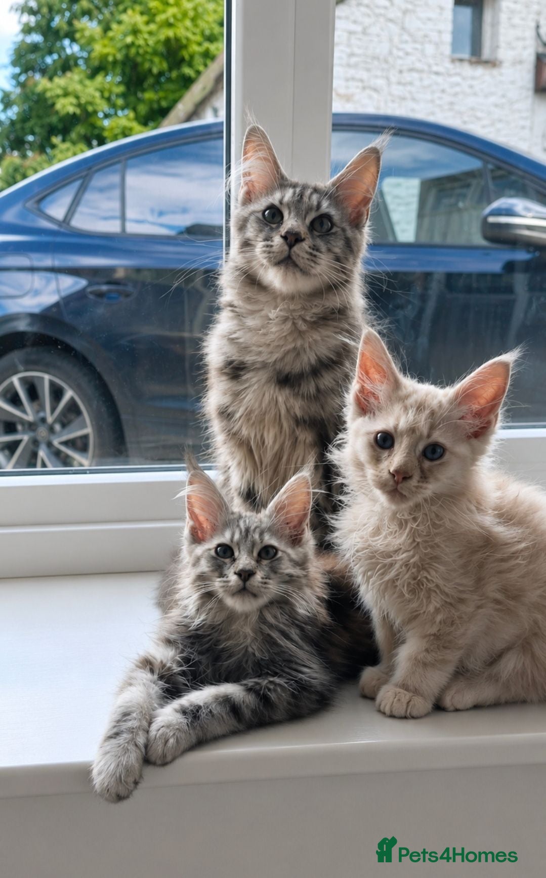 Maine Coon cats MAINE COON KITTENS - Advert 5