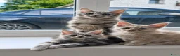Maine Coon cats for sale: MAINE COON KITTENS in Wigton - Advert 1