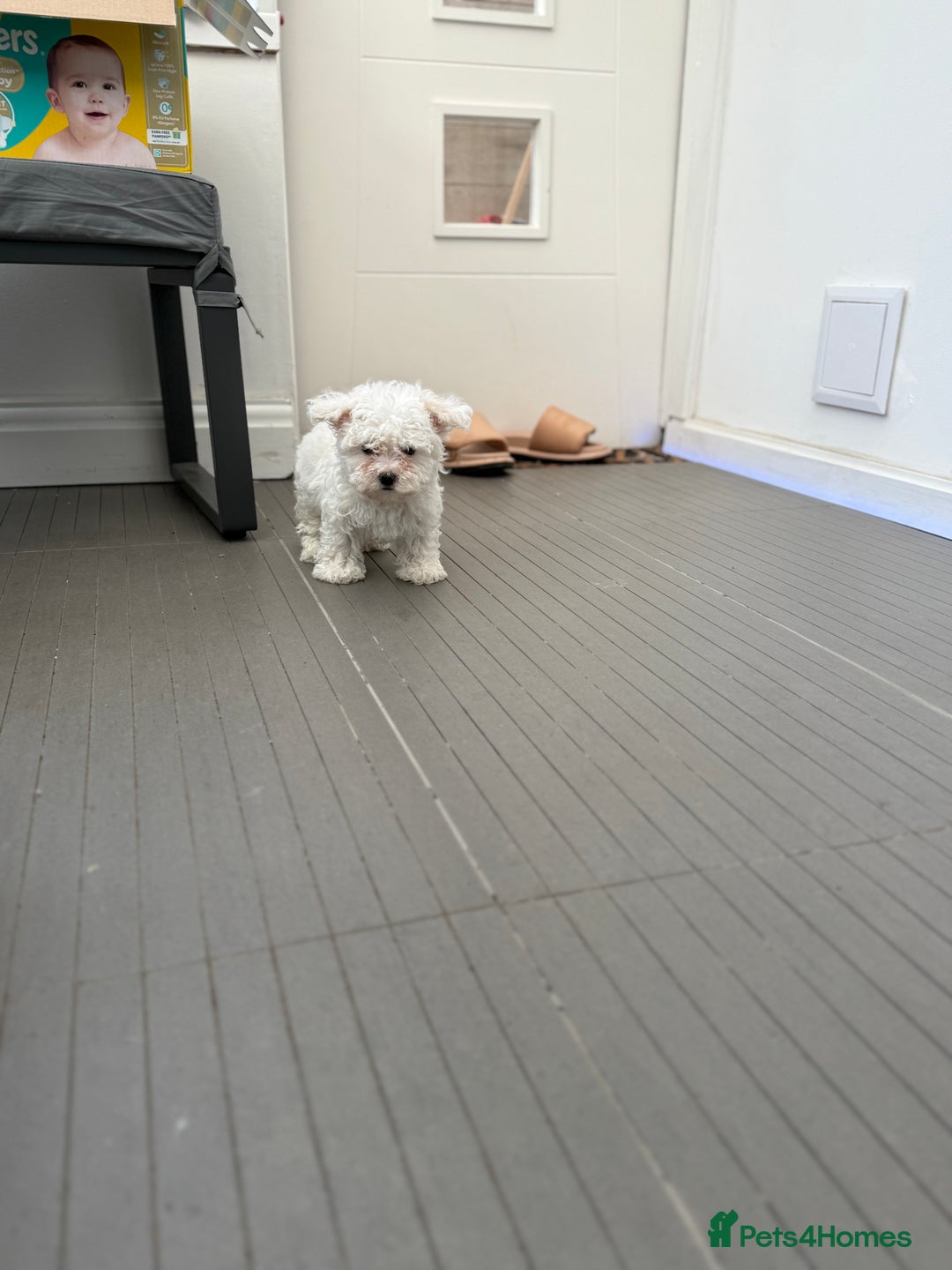 Maltese dogs for sale: Adorable Bichon Maltese Female Puppy - Advert 8