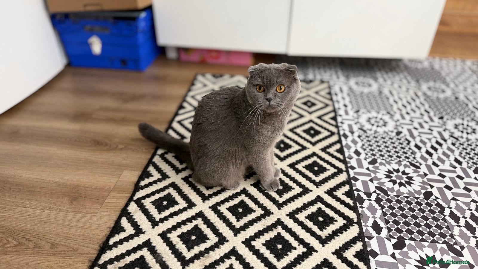 Scottish Fold cats Beautiful Scottish fold kittens - Advert 2