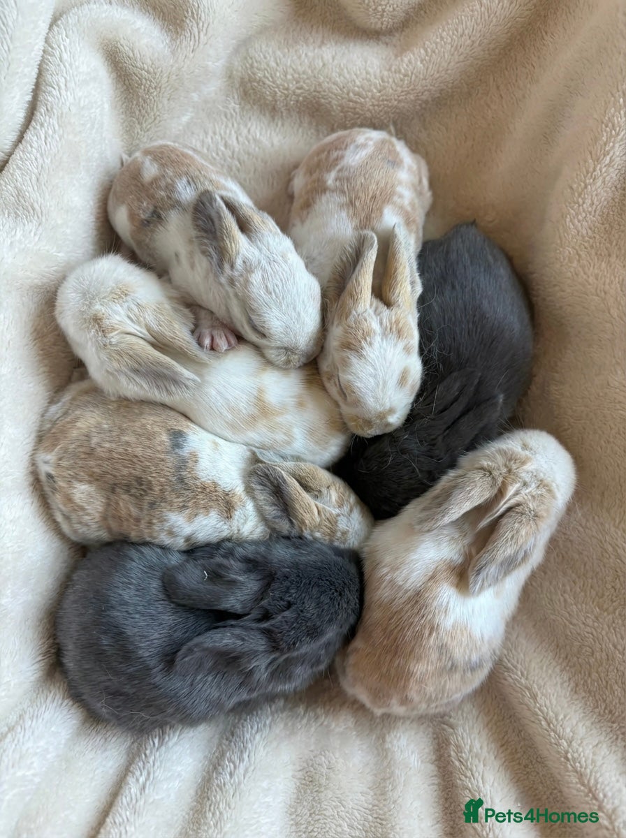 Mini Lop rabbits Baby Mini Lops (Ready 16/04) - Advert 4