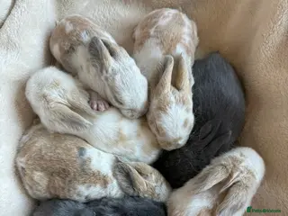Mini Lop rabbits Baby Mini Lops (Ready 16/04) - Advert 4