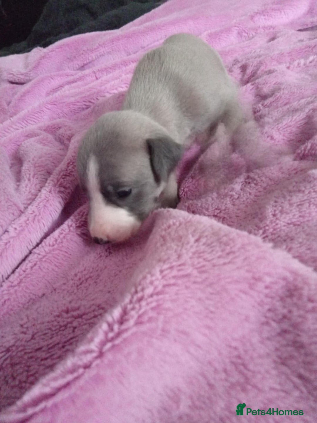 Whippet dogs for sale: Beautiful whippets  - Image 16
