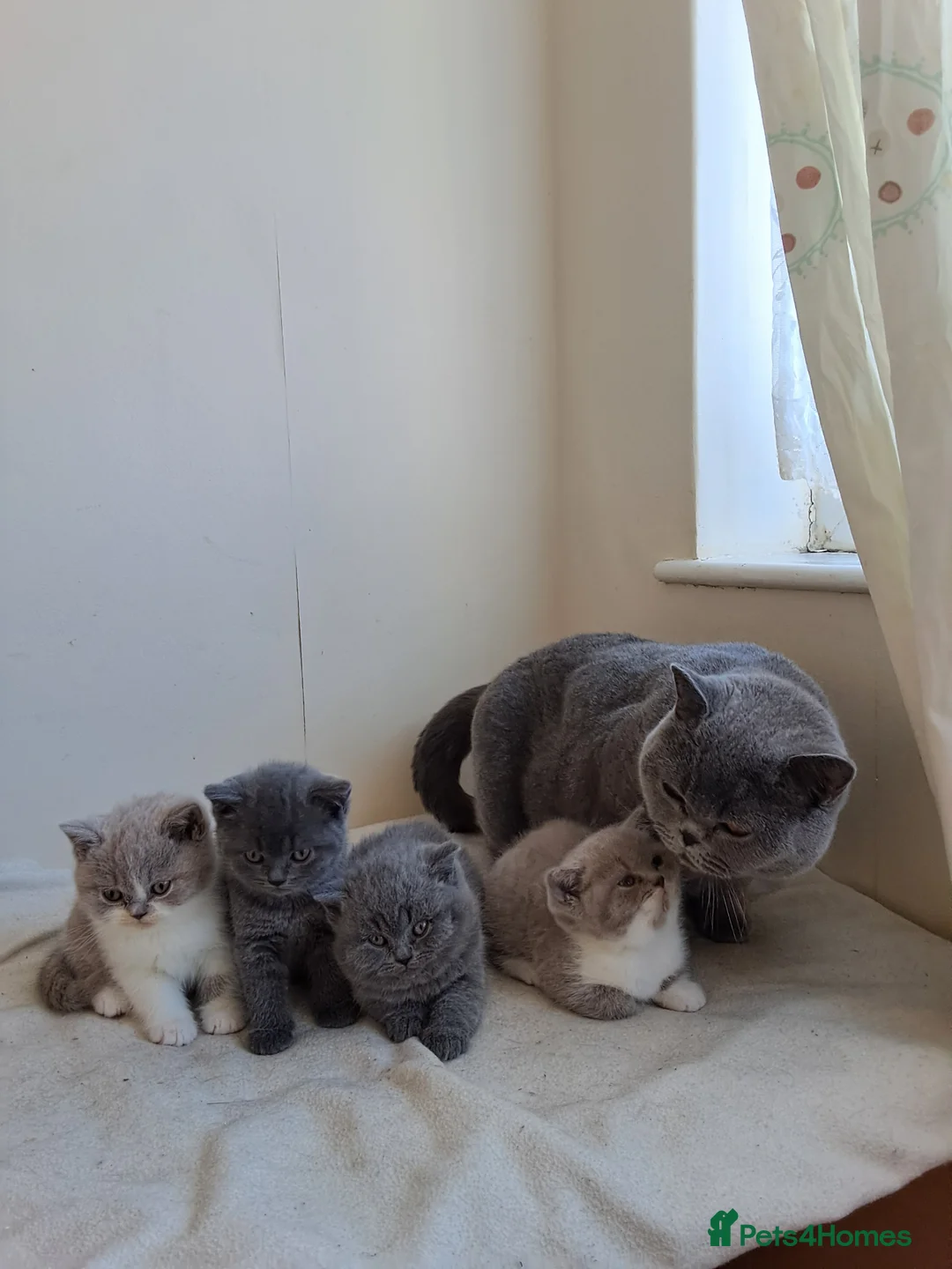 British Shorthair cats for sale: Amazing British shorthair kittens  - Advert 31