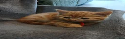 Mixed Breed cats for sale: Ginger male kitten - Advert 6
