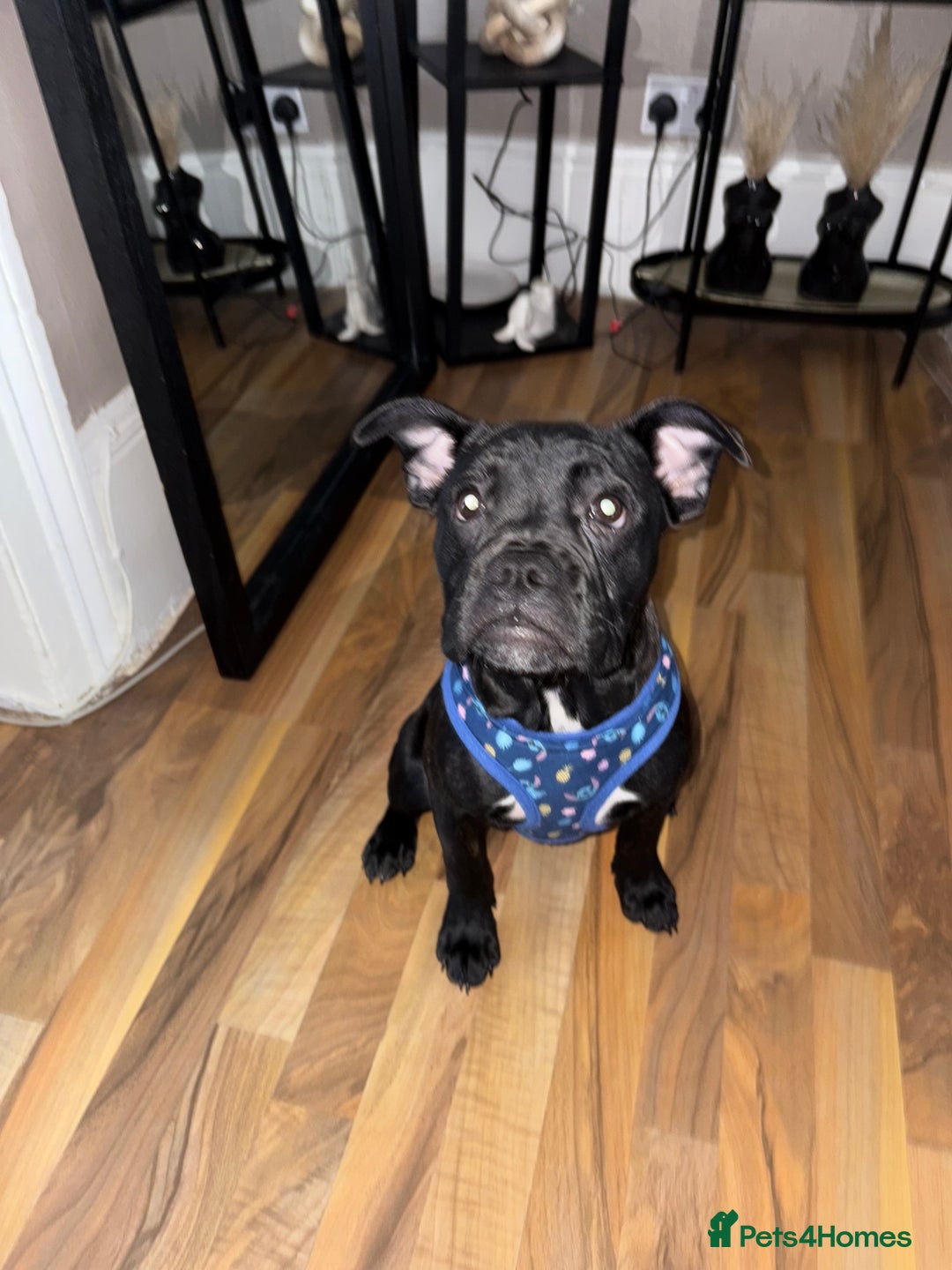 Mixed Breed dogs for sale: French bulldog mixed - Image 4