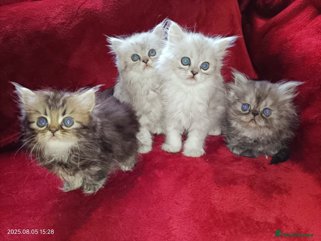 Persian cats for sale: Amazing Persian kittens  - Image 12