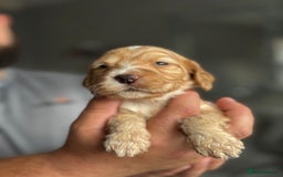 Cockapoo dogs for sale: OUTSTANDING FB1 COCKAPOOS - Image 9