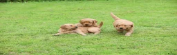 Golden Retriever dogs for sale: Male Golden Retriever Pup - Advert 3