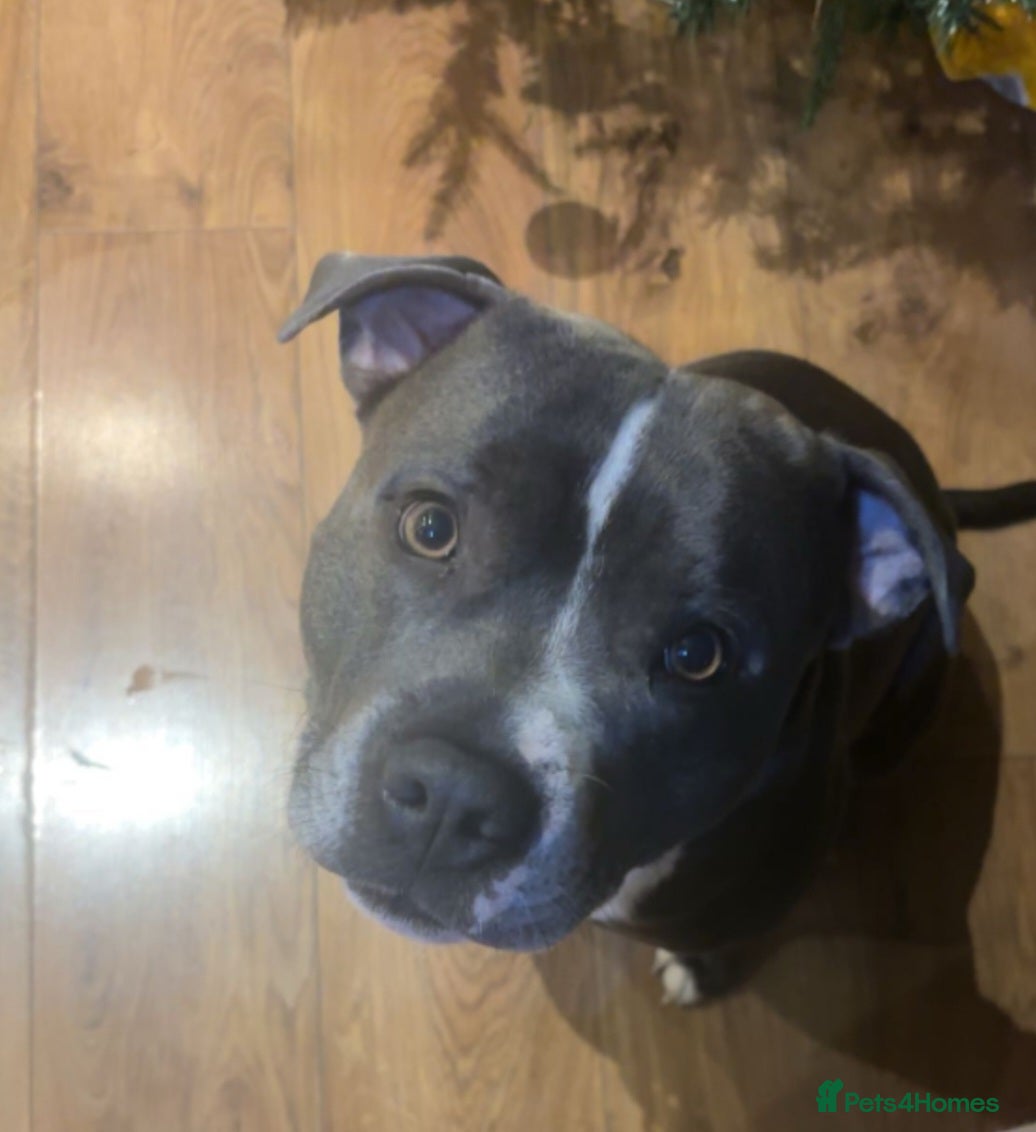 Staffordshire Bull Terrier dogs 'Blu' our handsome boy looking to Stud - Advert 6