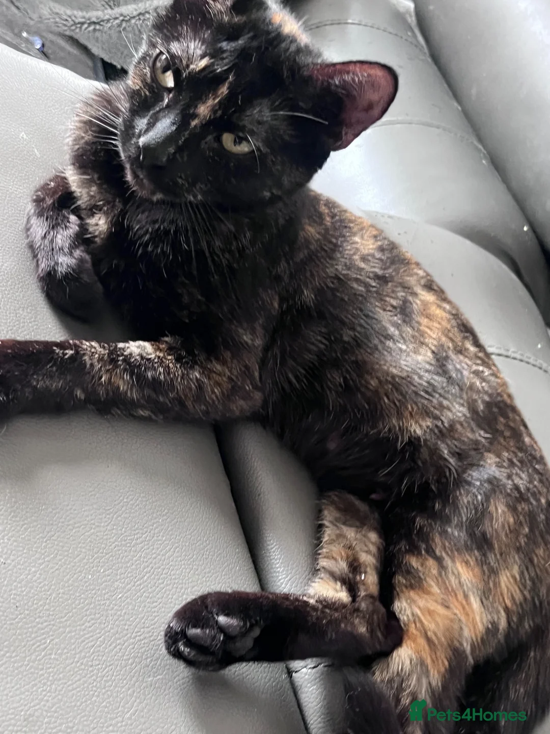 Mixed Breed cats for sale: 6 Adorable Tortie Mixed breed Kittens - Advert 23