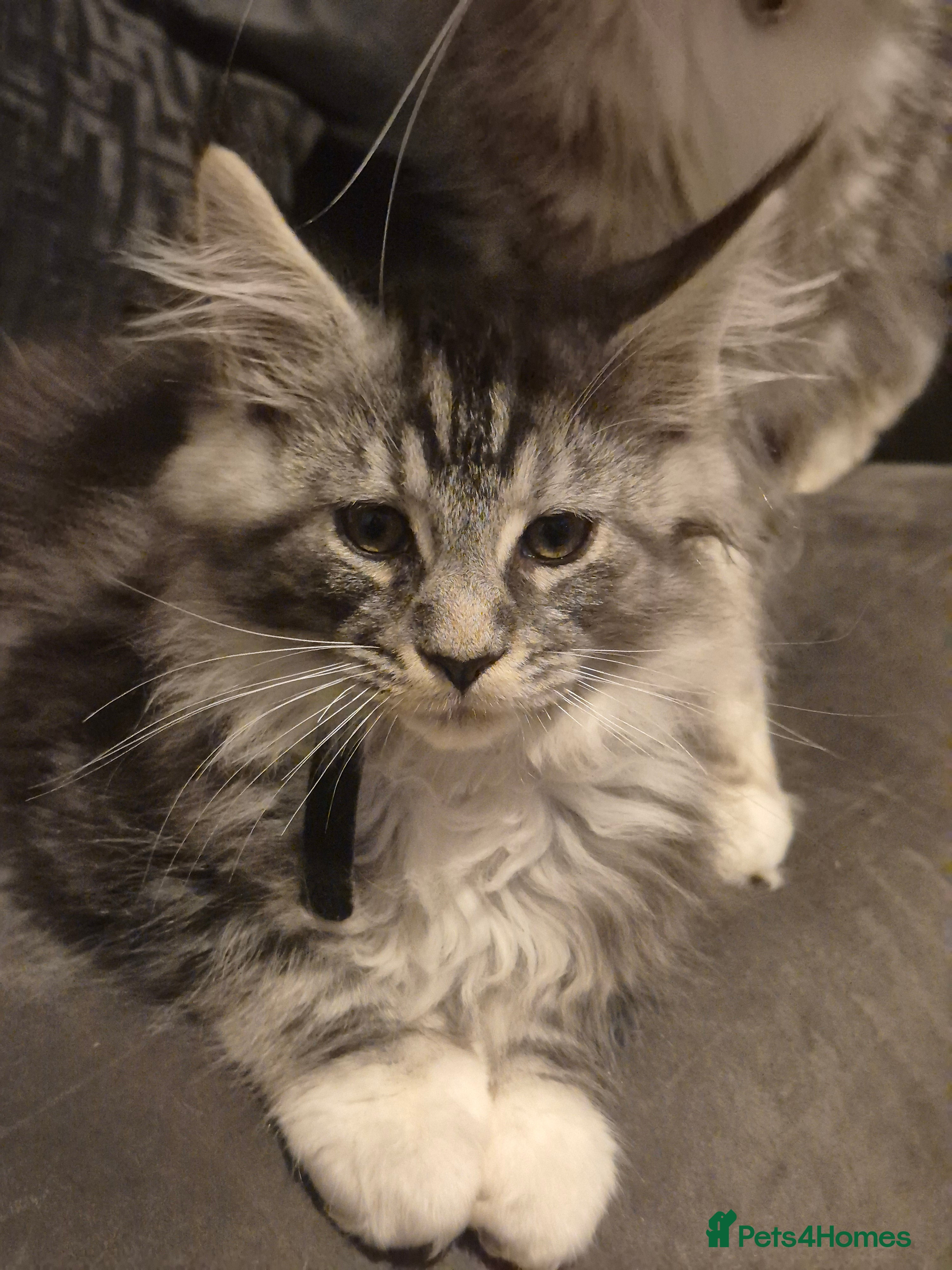 Maine Coon cats Registered Maine Coon Kittens/ Champion bloodlines - Advert 14