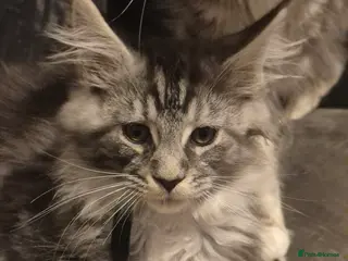 Maine Coon cats Registered Maine Coon Kittens/ Champion bloodlines - Advert 14