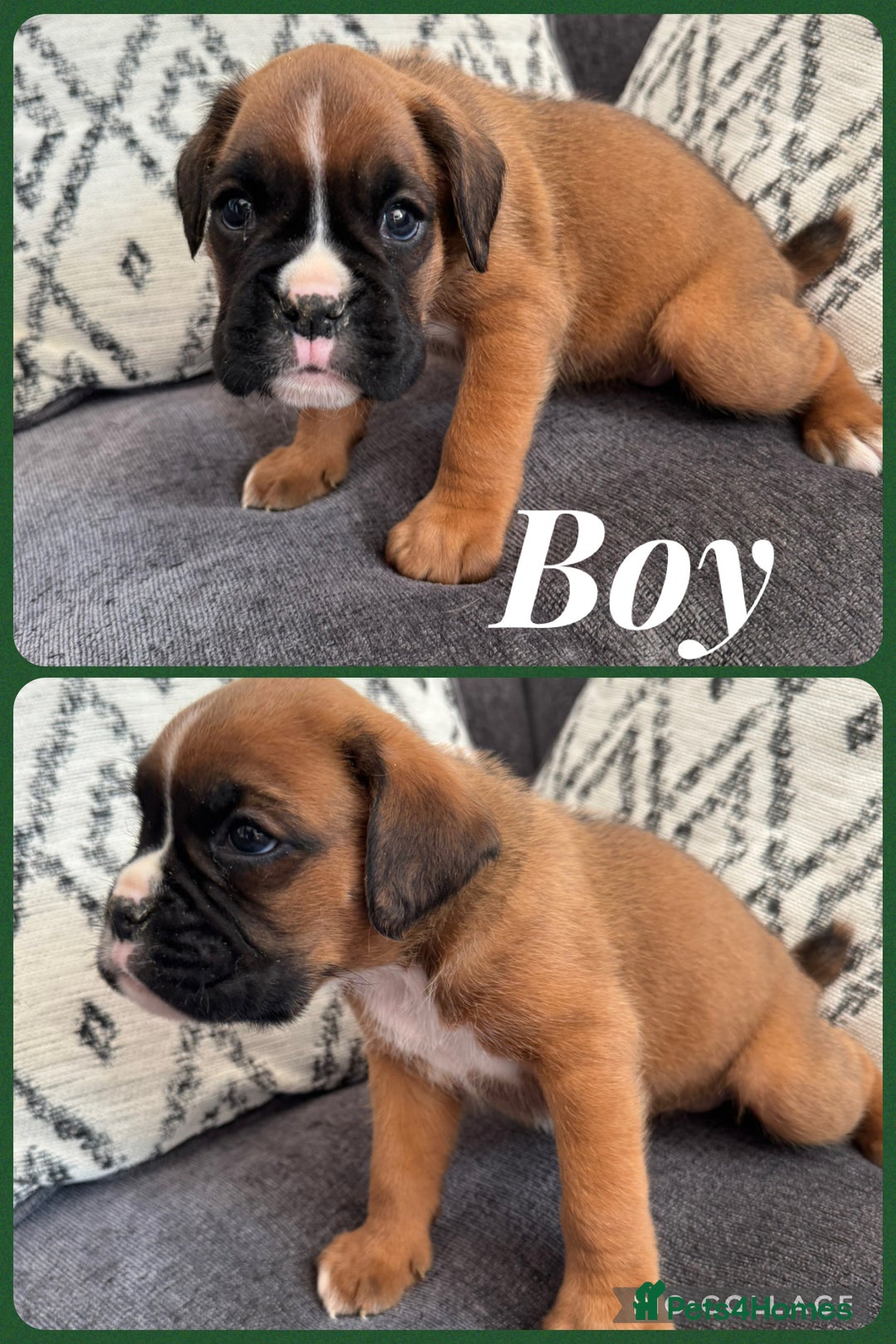 Boxer dogs for sale: Beautiful boxer pups for sale - Image 5