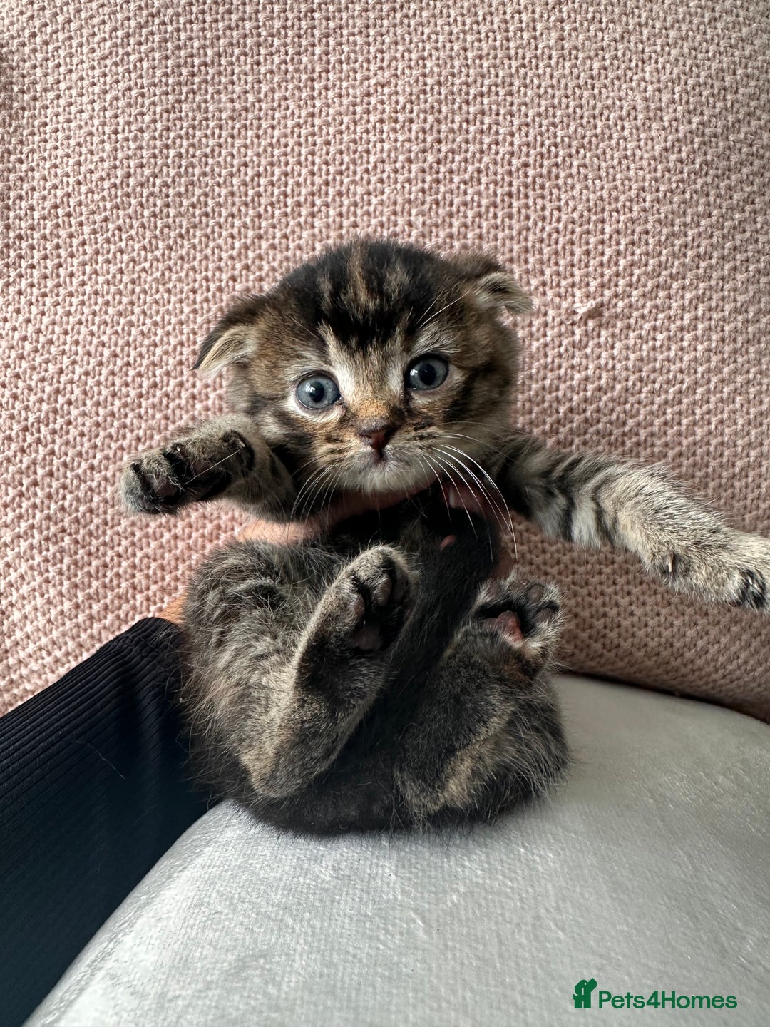 Scottish Fold cats for sale: Scottish fold kittens for sale  - Image 5