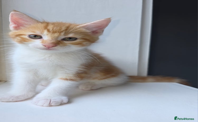 Mixed Breed cats in London - Advert 13