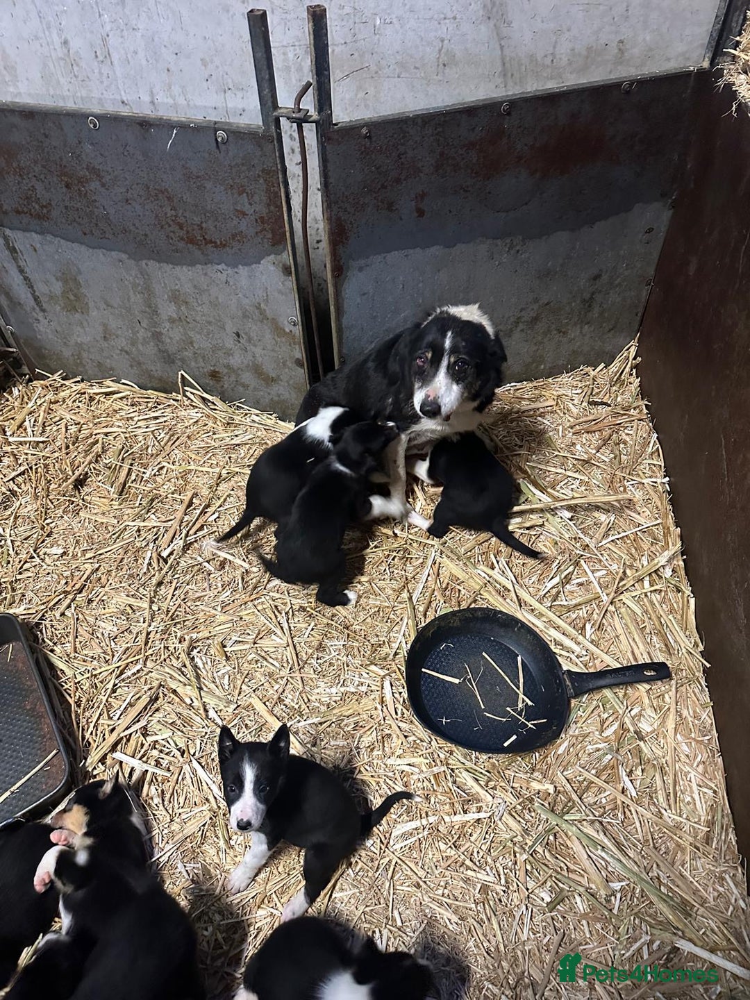 Border Collie dogs for sale: 10 gorgeous puppies for sale - Advert 2