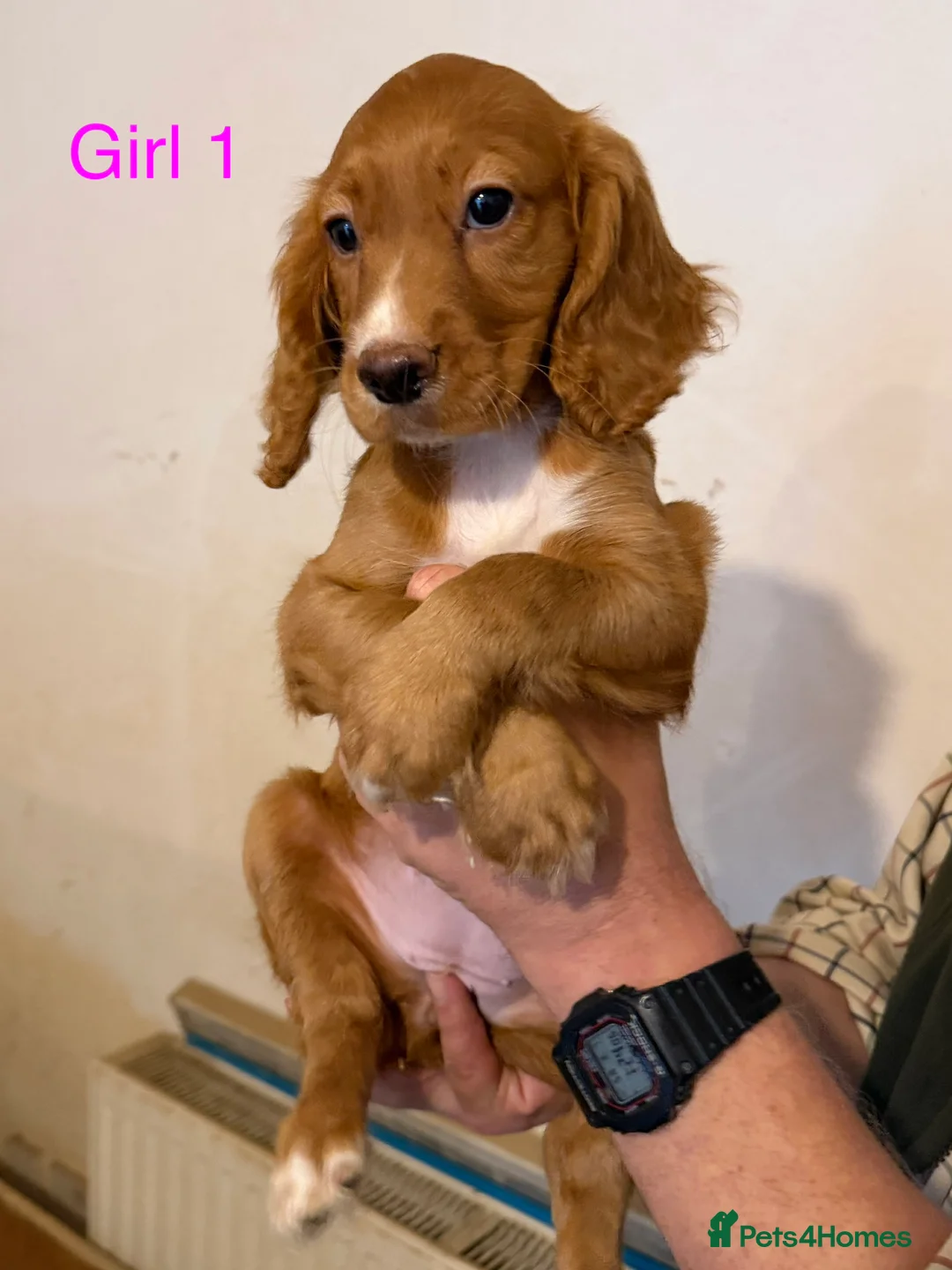Cocker Spaniel dogs for sale: Working cocker spaniel puppies ready now! - Advert 2