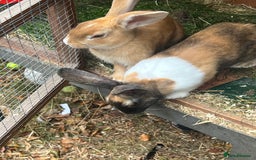 German Lop rabbits for sale: Two rabbits male and female  - Image 2
