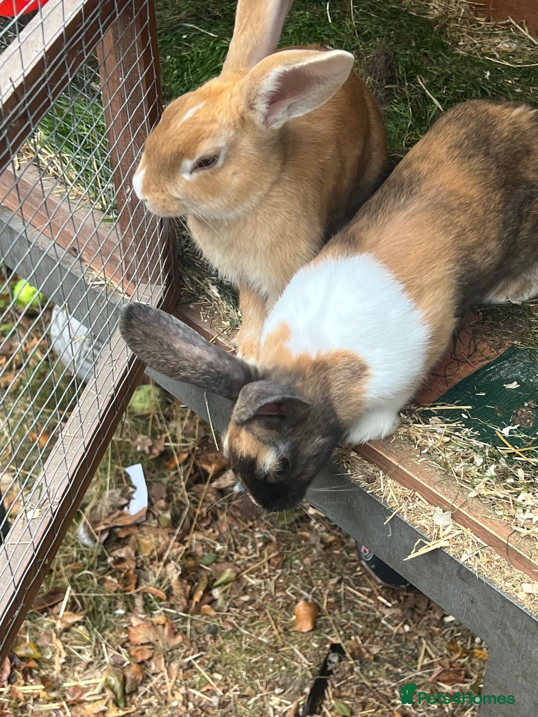 German Lop rabbits for sale: Two rabbits male and female  - Image 2