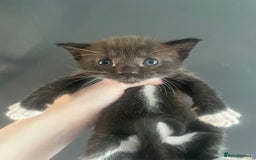 Mixed Breed cats for sale: 1/4 British Shorthair Kittens - Image 8