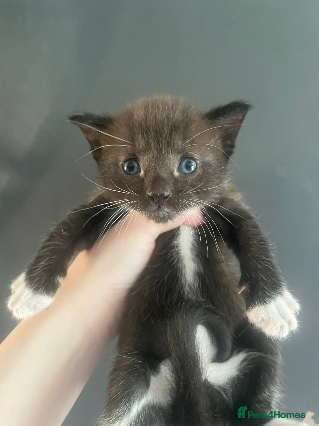 Mixed Breed cats for sale: 1/4 British Shorthair Kittens - Image 8