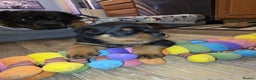 Rottweiler dogs for sale: outstanding Rottweiler pups excellent bloodlines. - Advert 16