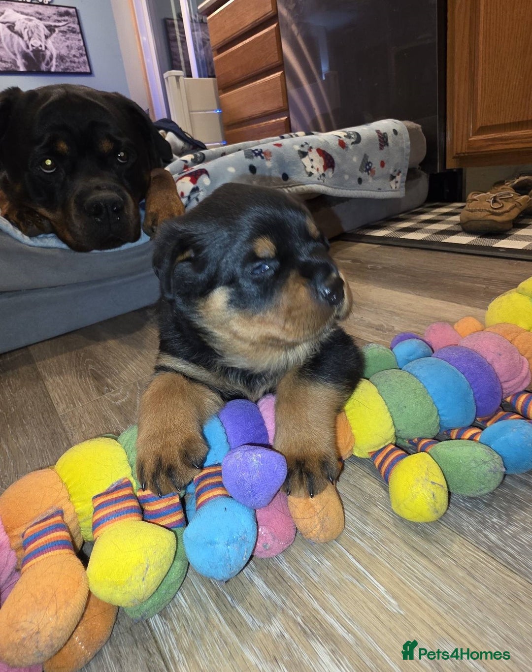 Rottweiler dogs for sale: outstanding Rottweiler pups excellent bloodlines. - Advert 16