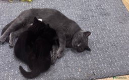 British Shorthair cats for sale: Two female kittens available half British blue - Advert 10