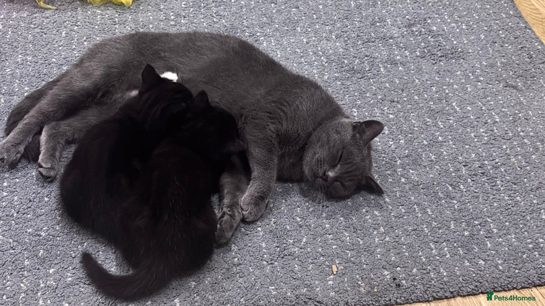 British Shorthair cats for sale: Two female kittens available half British blue - Advert 10