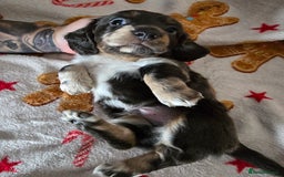 Dachshund dogs for sale: Short and long hair miniature dashund  - Image 8