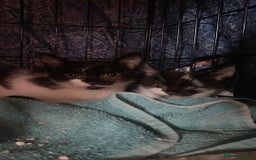 Mixed Breed cats for sale: Kitten - Image 1