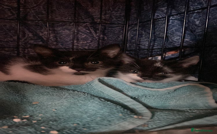 Mixed Breed cats - Advert 2