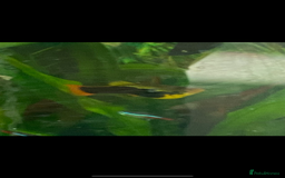 Platies fish for sale: Adult platte fish  - Image 2