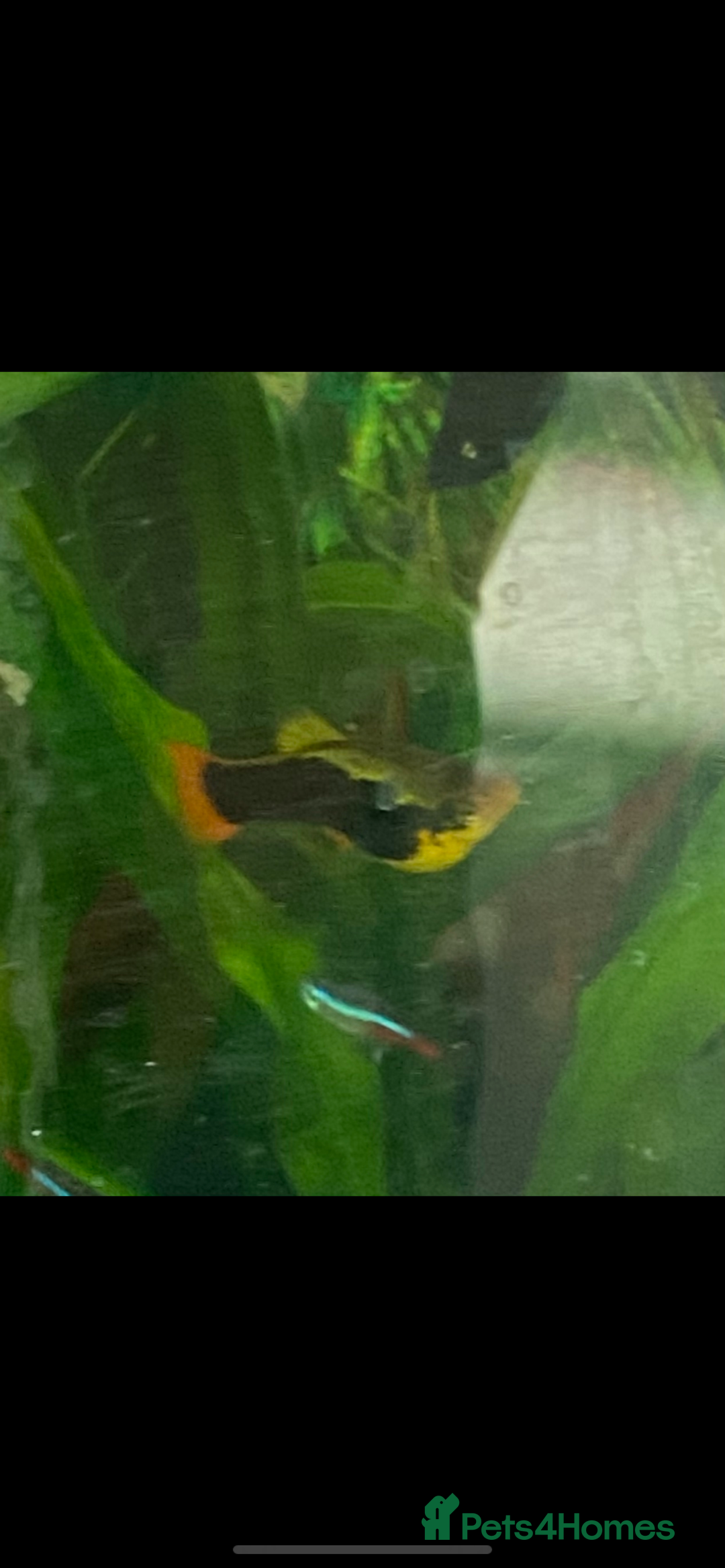 Platies fish for sale: Adult platte fish  - Image 2