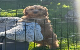 Cockapoo dogs for sale: Cockapoo babies  - Image 7
