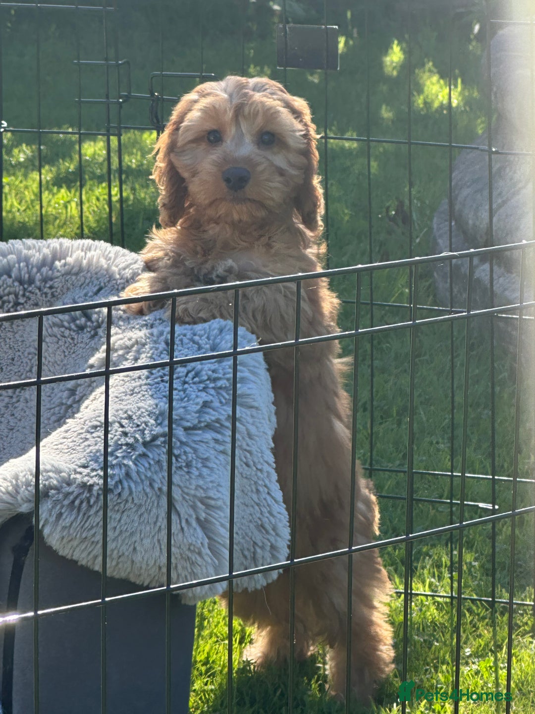 Cockapoo dogs for sale: Cockapoo babies  - Image 7