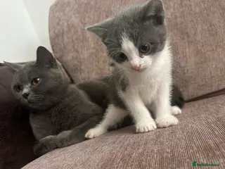 British Shorthair cats British shorthair kittens - Advert 2