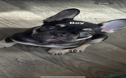 French Bulldog dogs for sale: 5 beautiful frenchises 💙💗 - Image 1