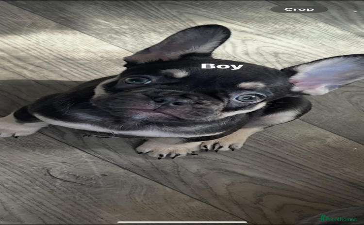 French Bulldog dogs - Advert 3