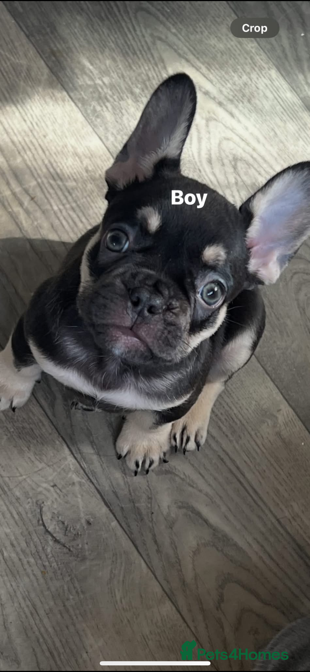 French Bulldog dogs for sale: 5 beautiful frenchises 💙💗 - Image 1