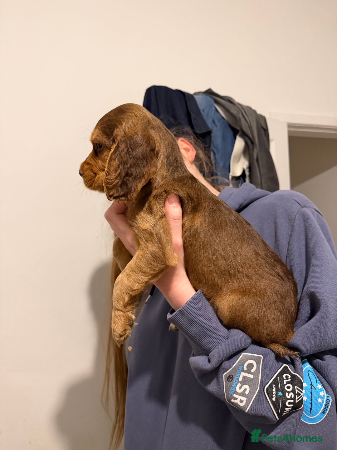 Cocker Spaniel dogs for sale: FEMALE CHOC WORKING COCKER LEFT! - Advert 31